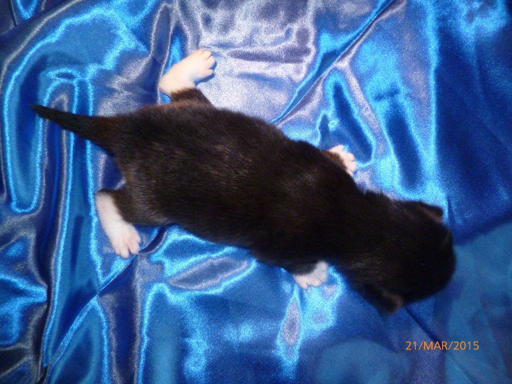 Gatti Norvegesi - cuccioli
