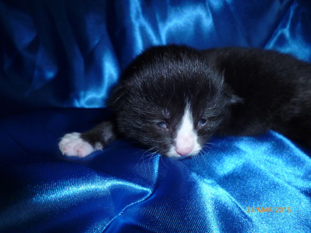 Gatti Norvegesi - cuccioli