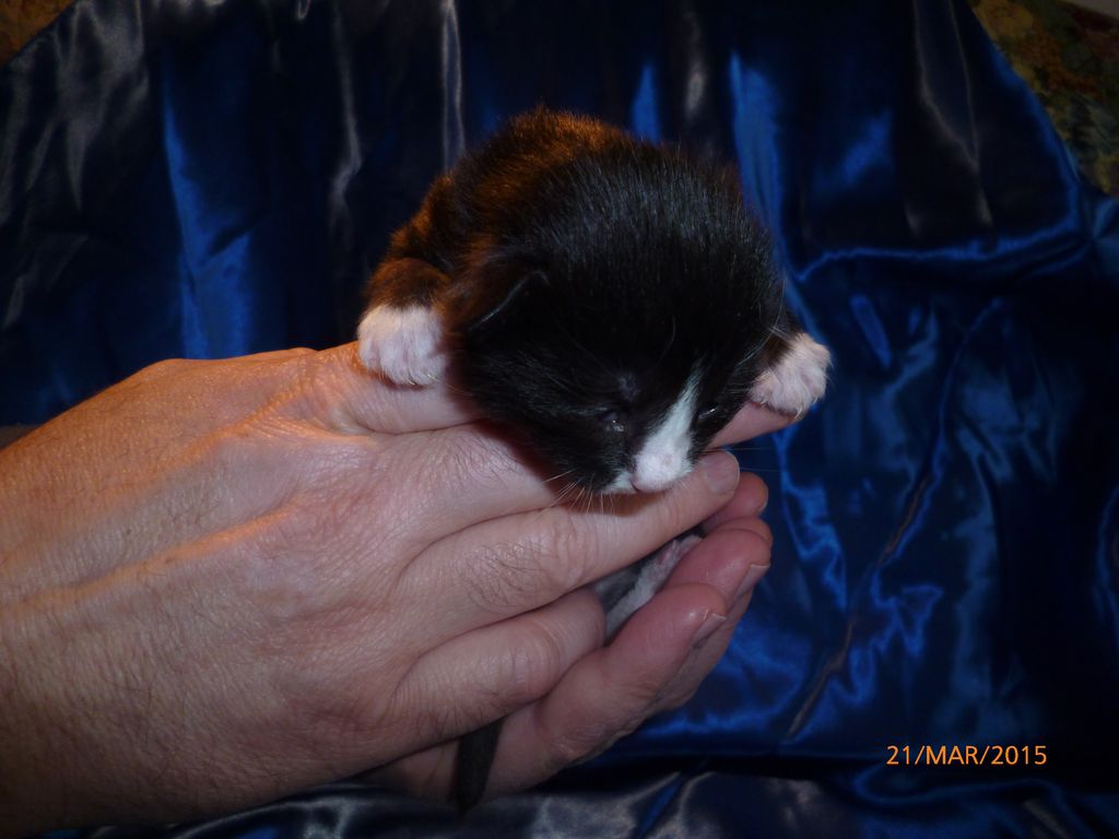 Gatti Norvegesi - cuccioli