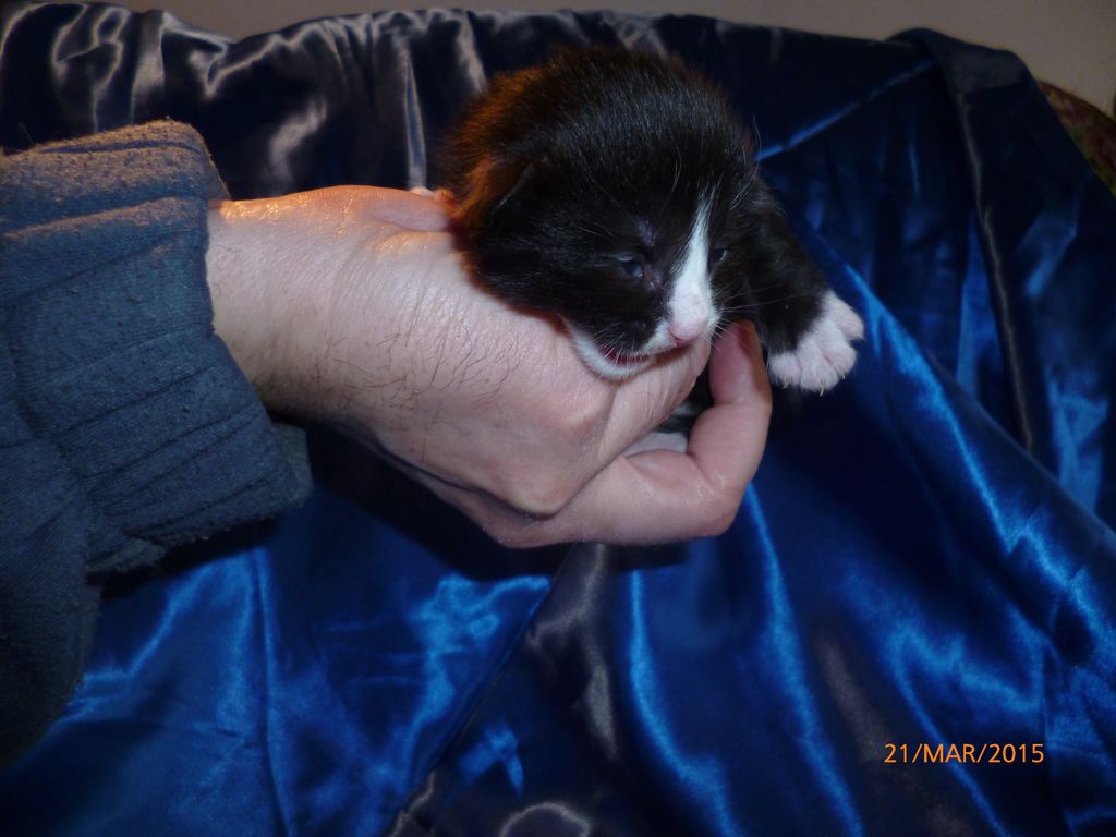 Gatti Norvegesi - cuccioli