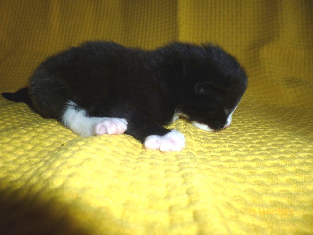 Gatti Norvegesi - cuccioli