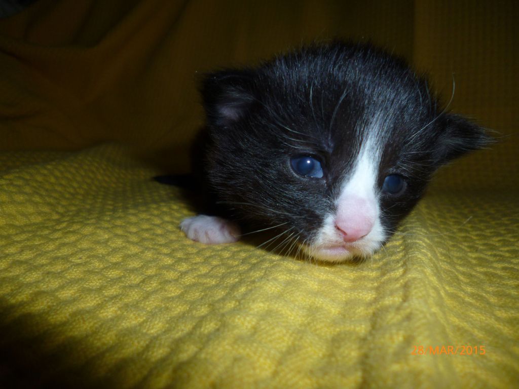 Gatti Norvegesi - cuccioli