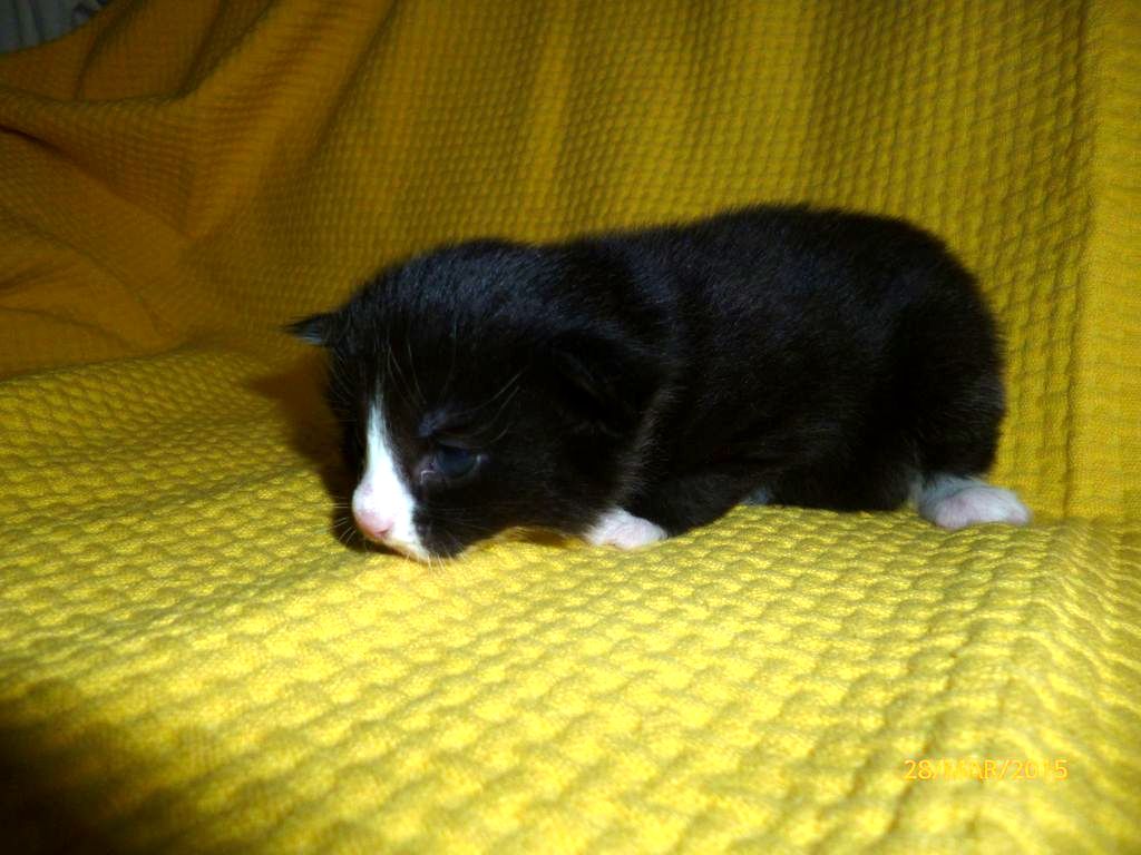 Gatti Norvegesi - cuccioli