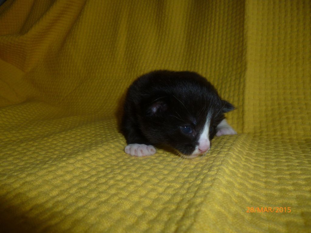 Gatti Norvegesi - cuccioli