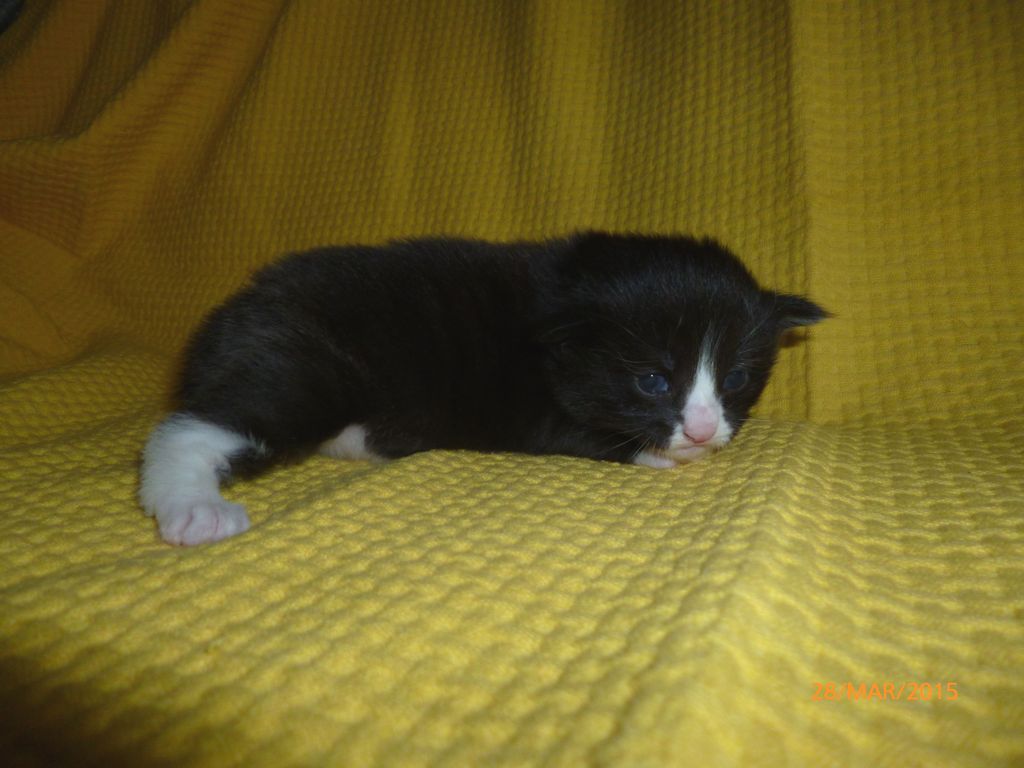 Gatti Norvegesi - cuccioli