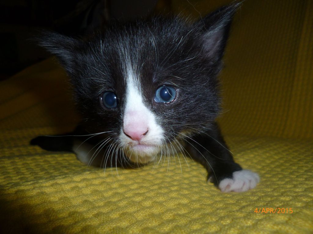 Gatti Norvegesi - cuccioli