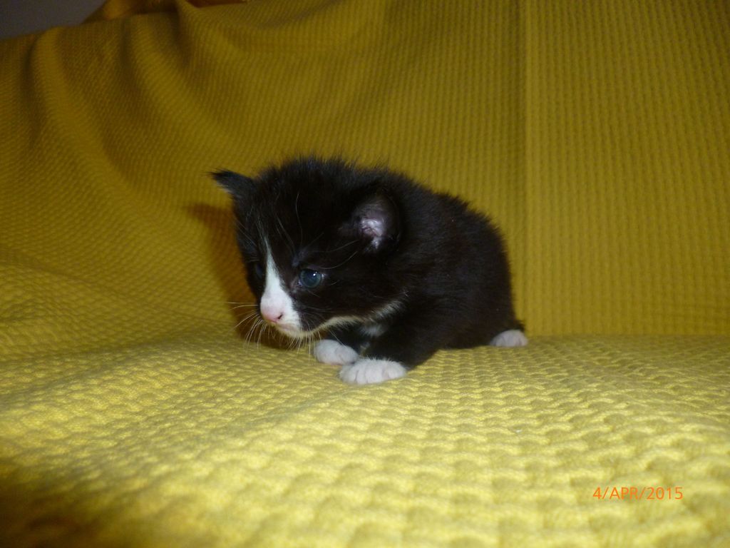 Gatti Norvegesi - cuccioli