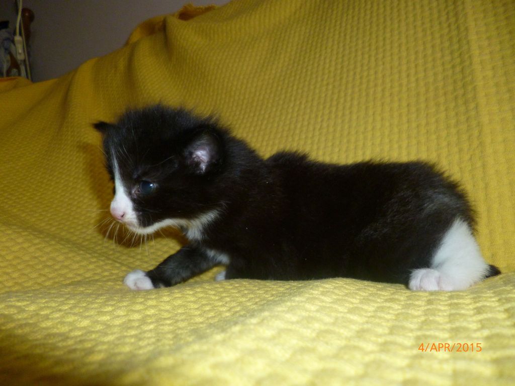 Gatti Norvegesi - cuccioli