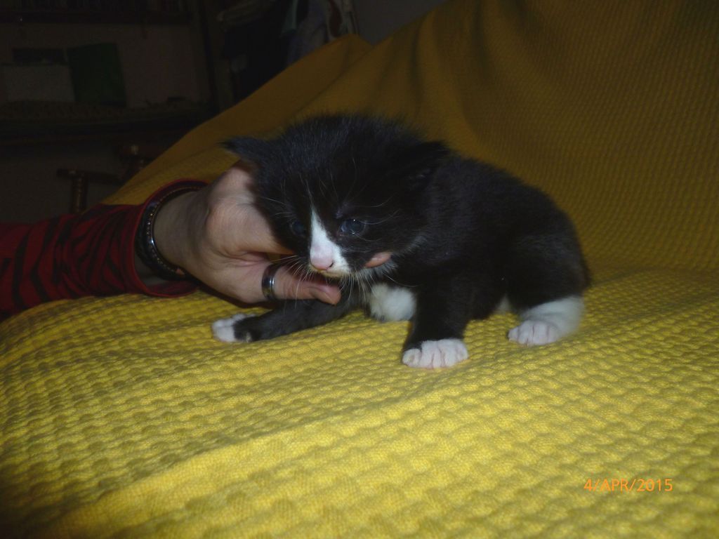 Gatti Norvegesi - cuccioli