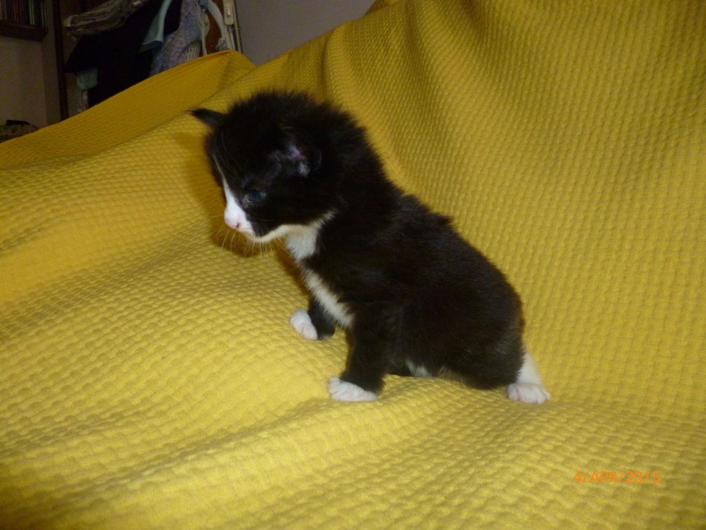 Gatti Norvegesi - cuccioli