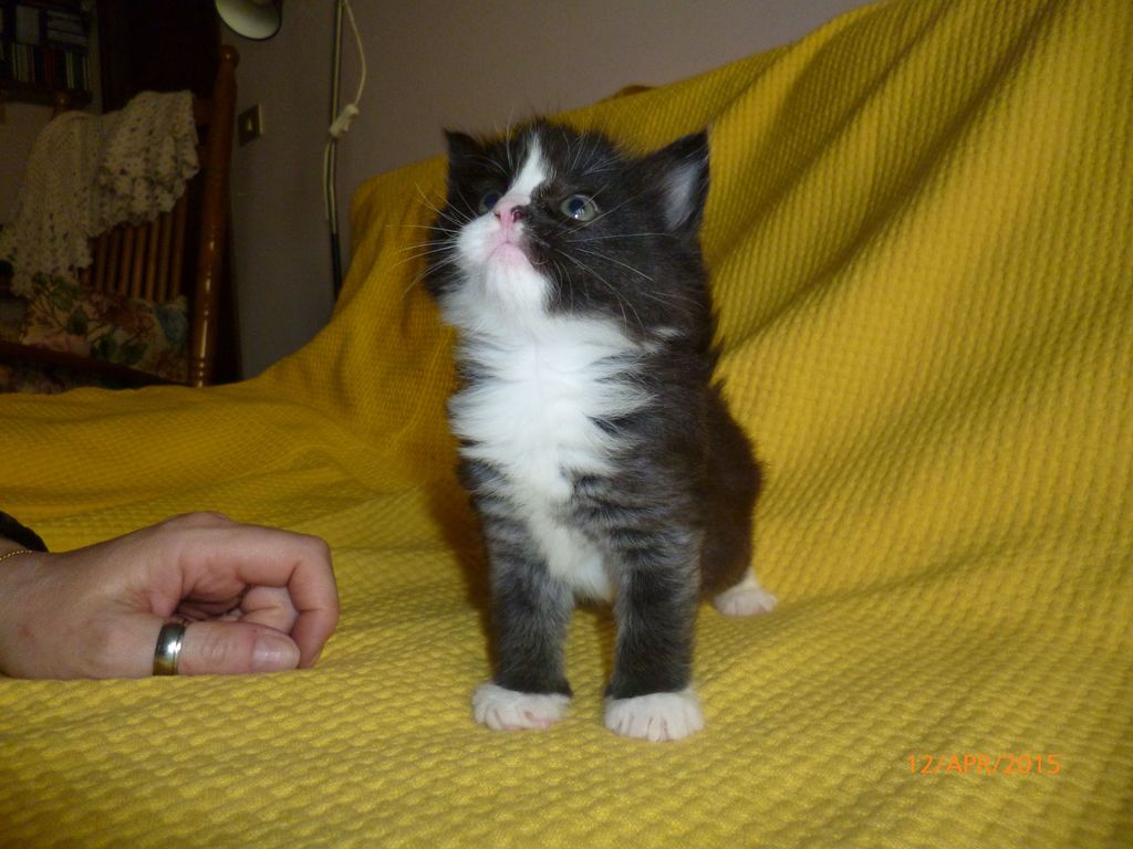 Gatti Norvegesi - cuccioli