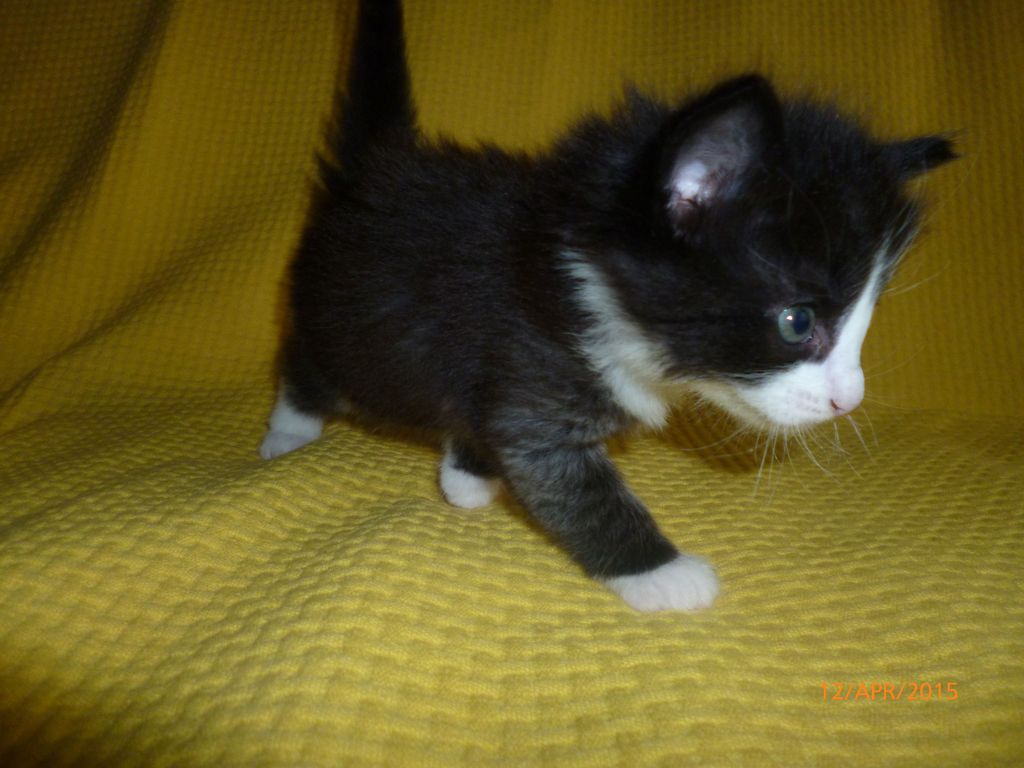 Gatti Norvegesi - cuccioli