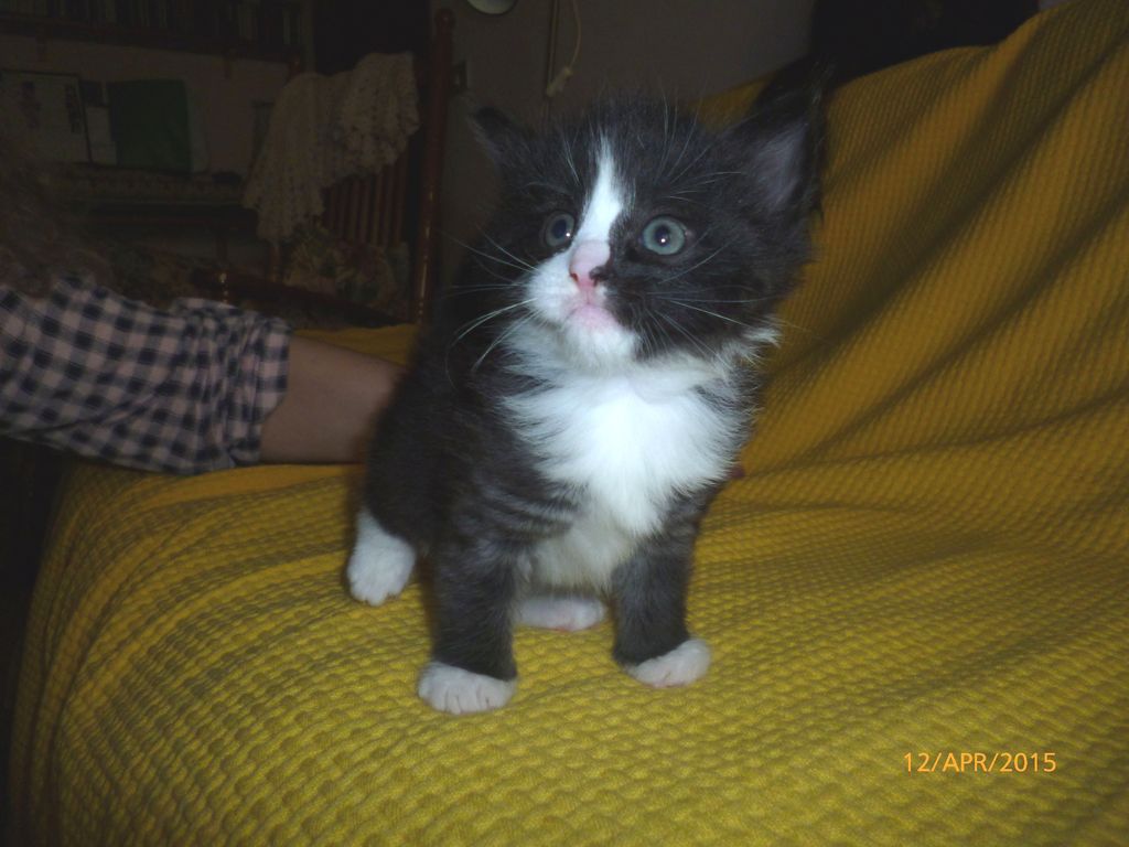 Gatti Norvegesi - cuccioli