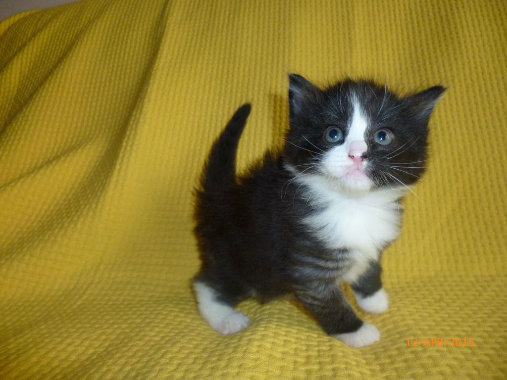 Gatti Norvegesi - cuccioli