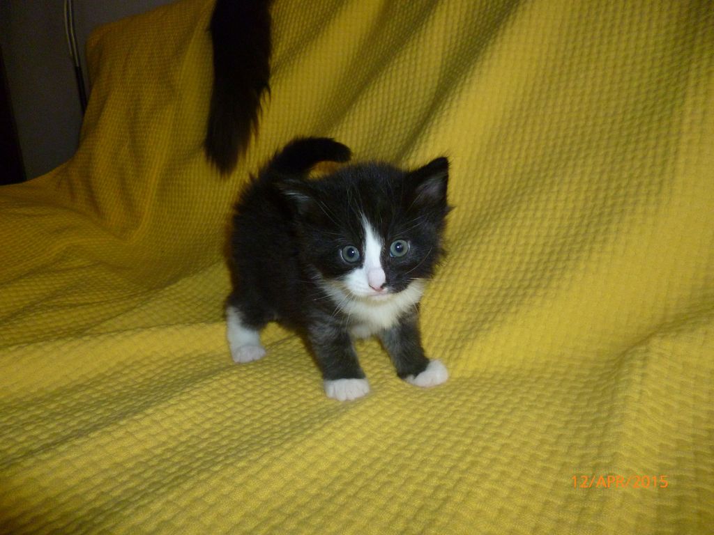 Gatti Norvegesi - cuccioli