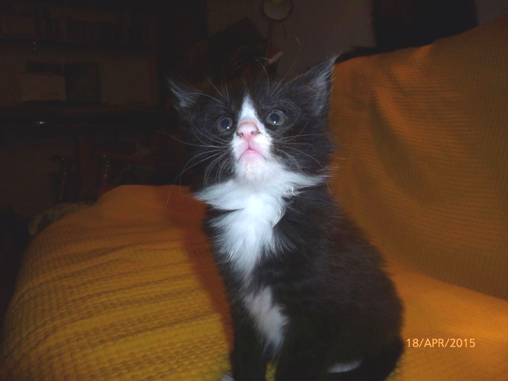 Gatti Norvegesi - cuccioli