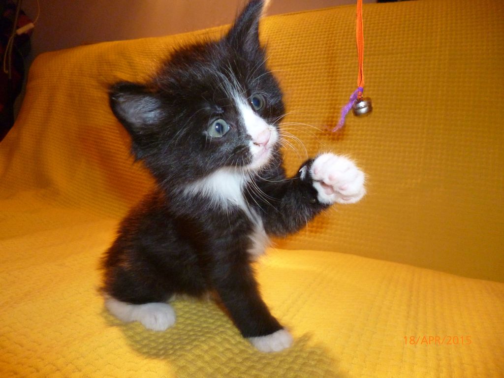 Gatti Norvegesi - cuccioli