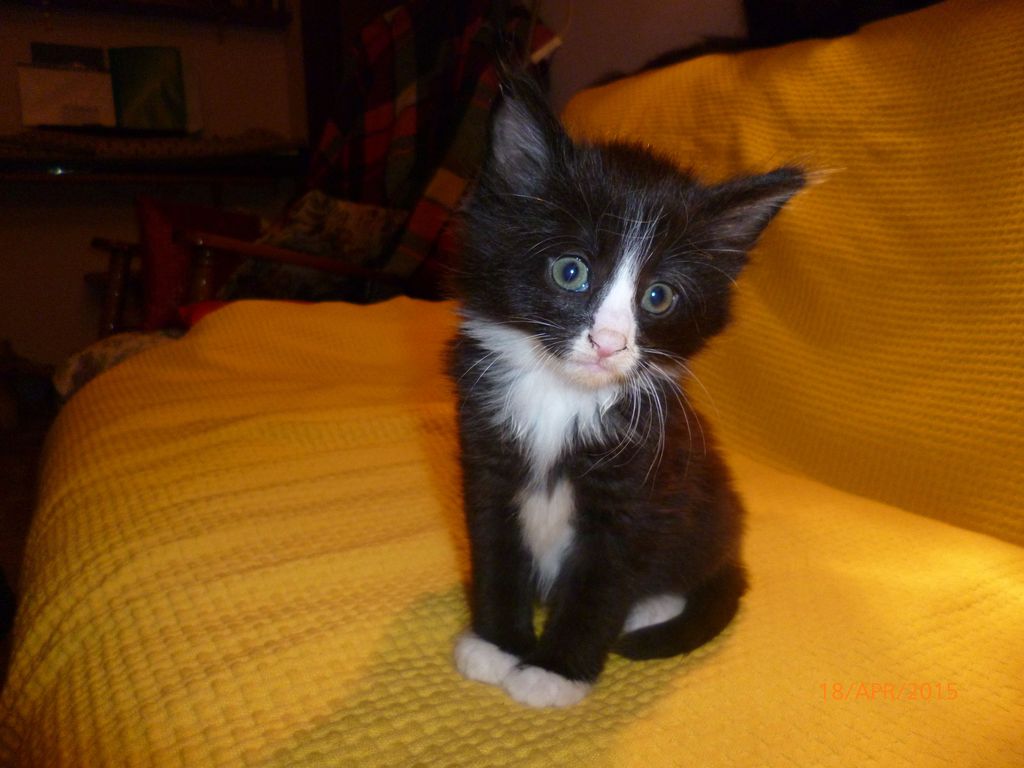 Gatti Norvegesi - cuccioli