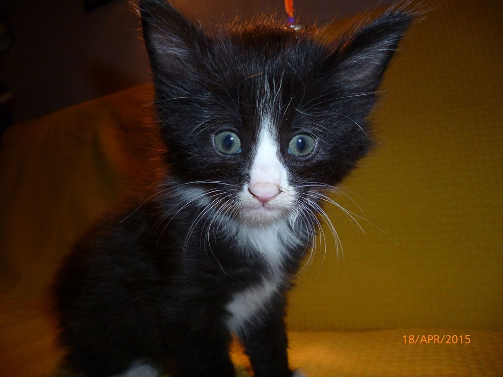 Gatti Norvegesi - cuccioli