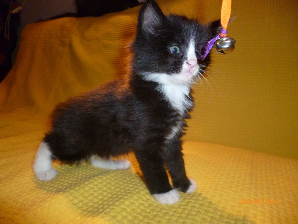 Gatti Norvegesi - cuccioli