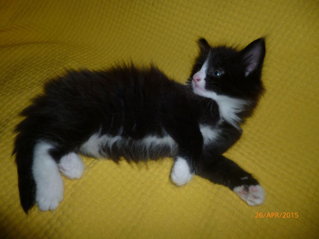 Gatti Norvegesi - cuccioli