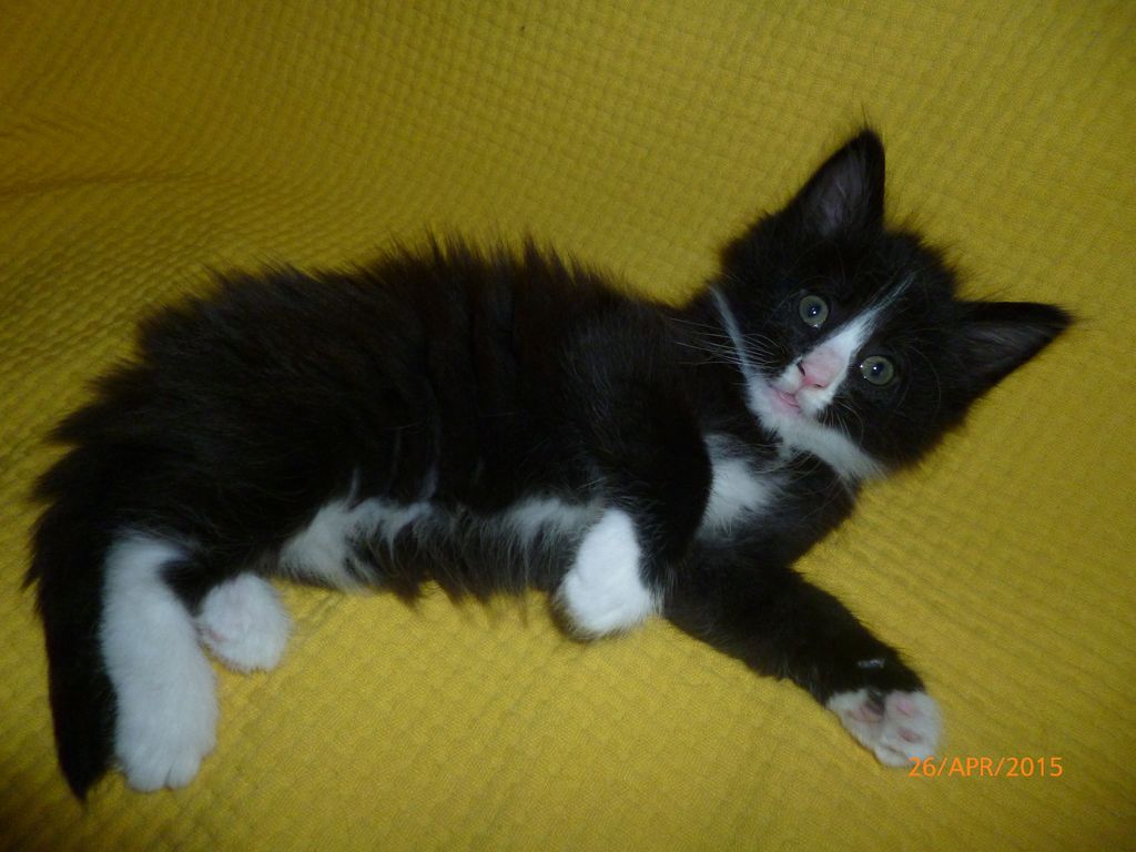 Gatti Norvegesi - cuccioli