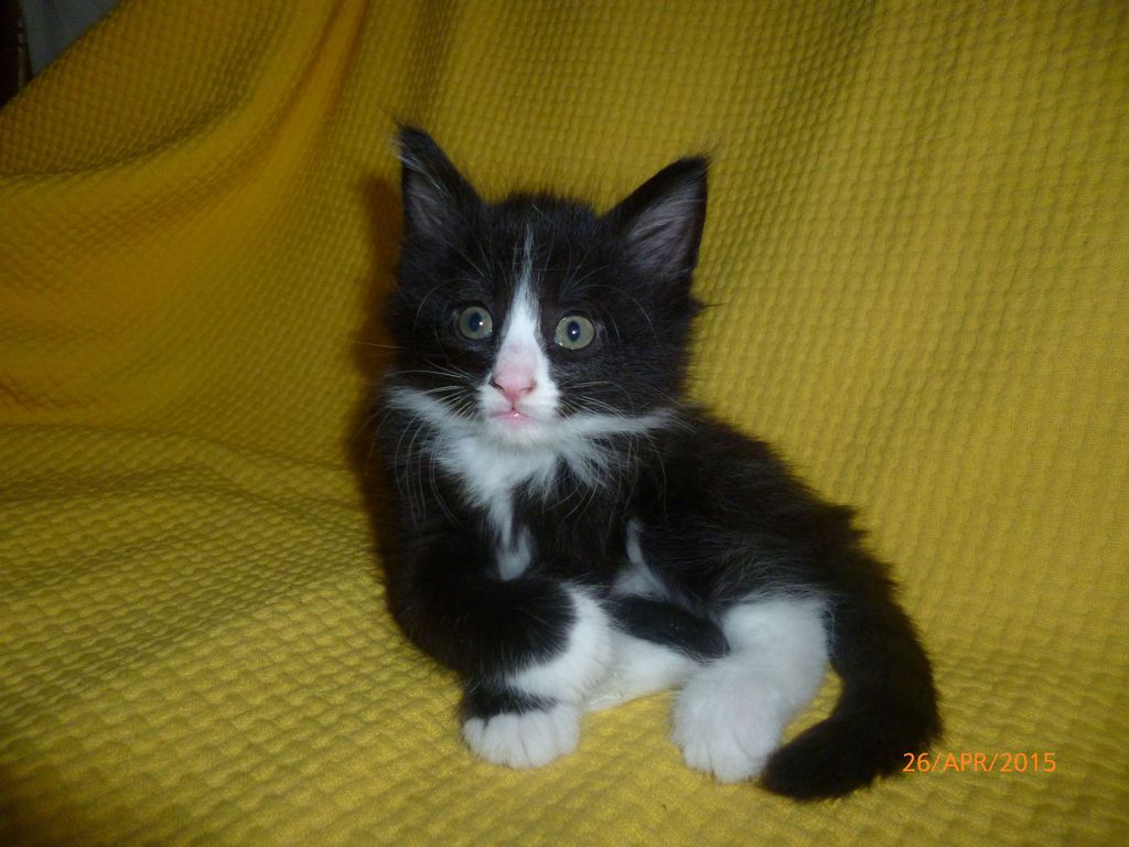 Gatti Norvegesi - cuccioli