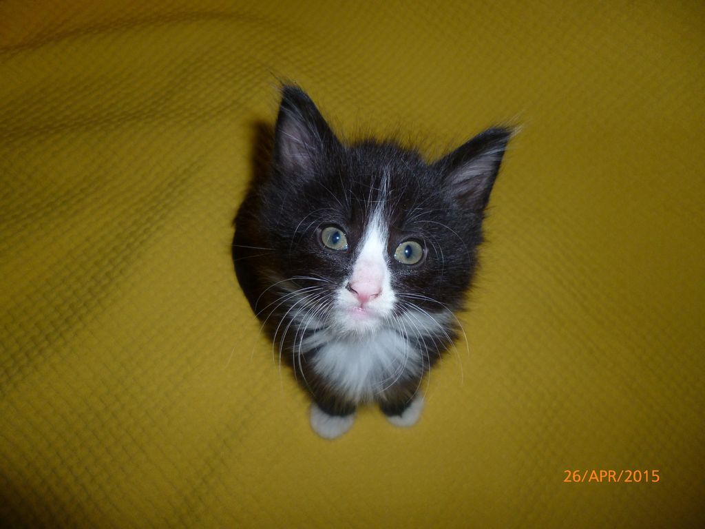 Gatti Norvegesi - cuccioli