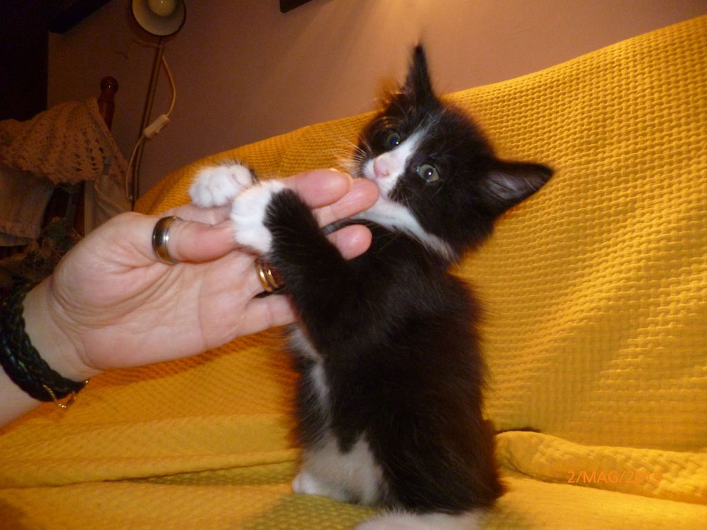 Gatti Norvegesi - cuccioli