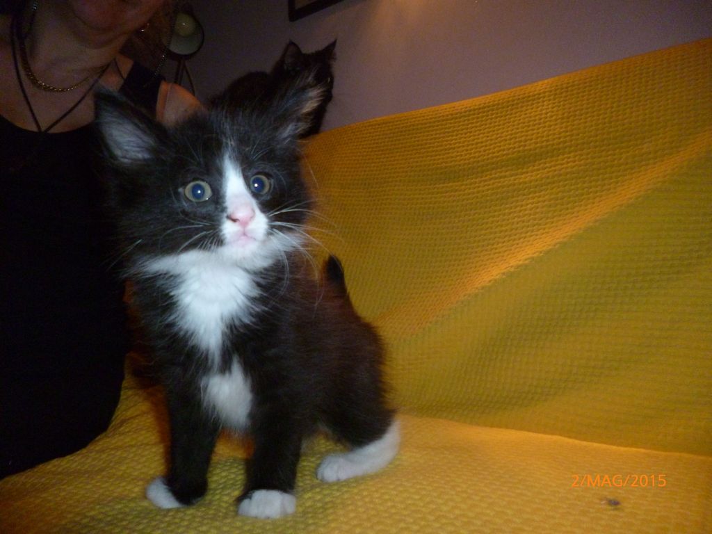 Gatti Norvegesi - cuccioli