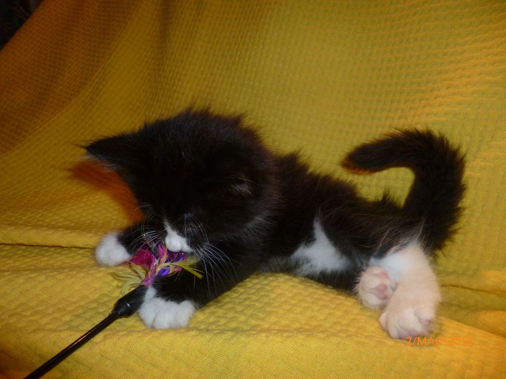 Gatti Norvegesi - cuccioli