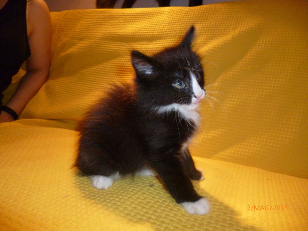 Gatti Norvegesi - cuccioli