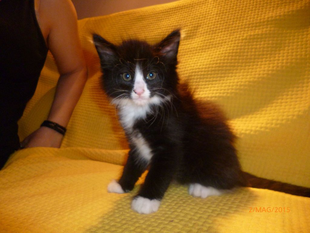 Gatti Norvegesi - cuccioli