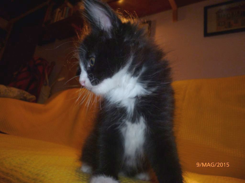 Gatti Norvegesi - cuccioli
