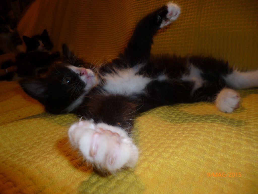 Gatti Norvegesi - cuccioli