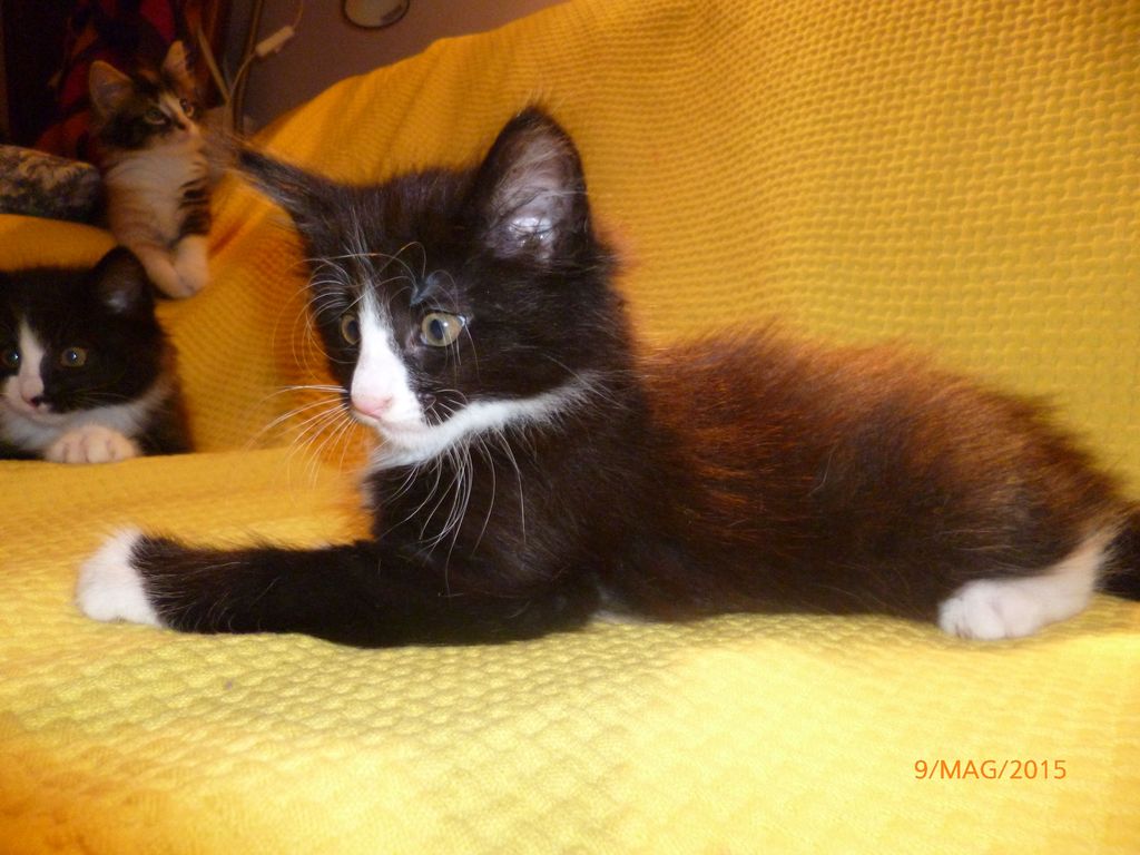 Gatti Norvegesi - cuccioli