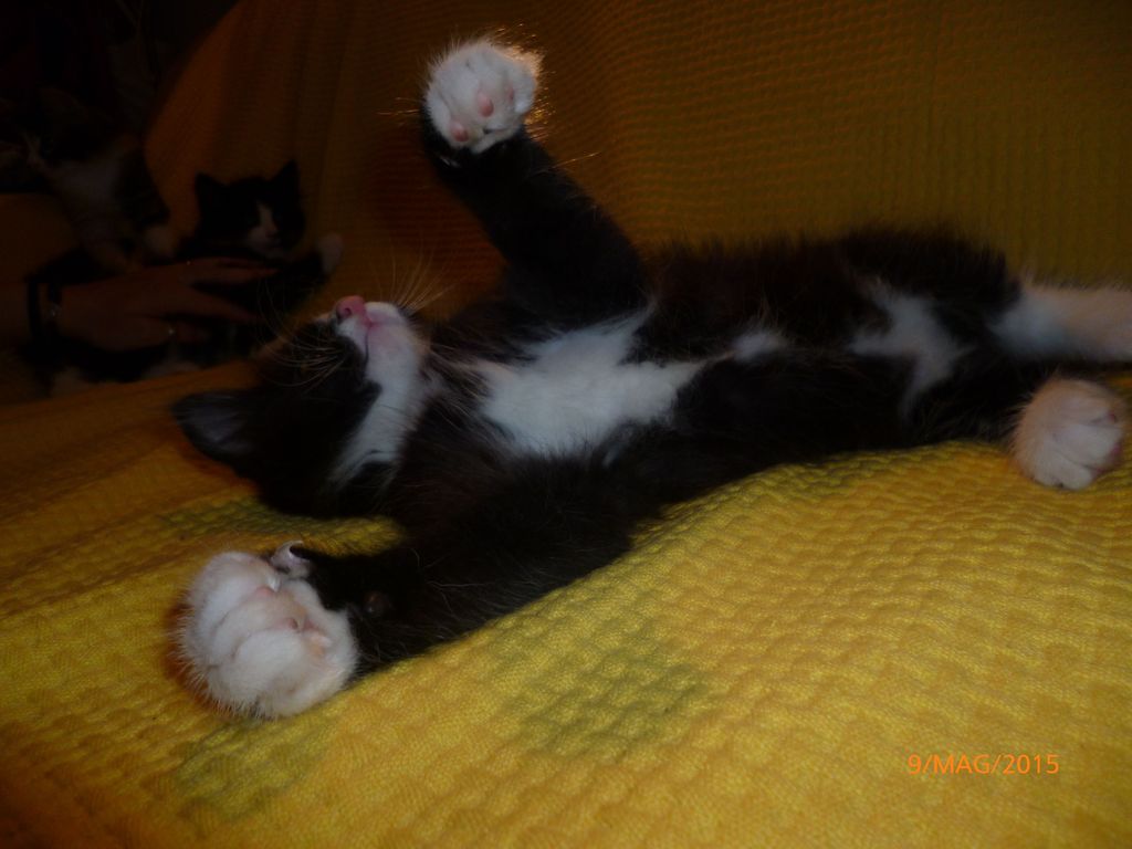 Gatti Norvegesi - cuccioli