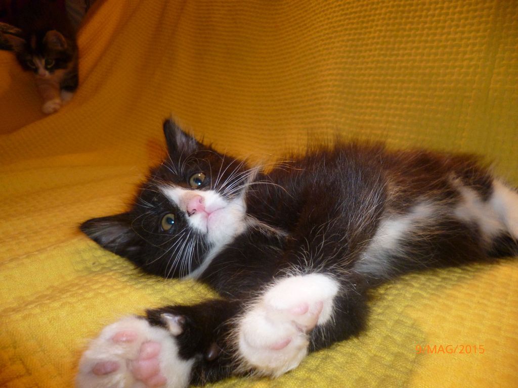 Gatti Norvegesi - cuccioli
