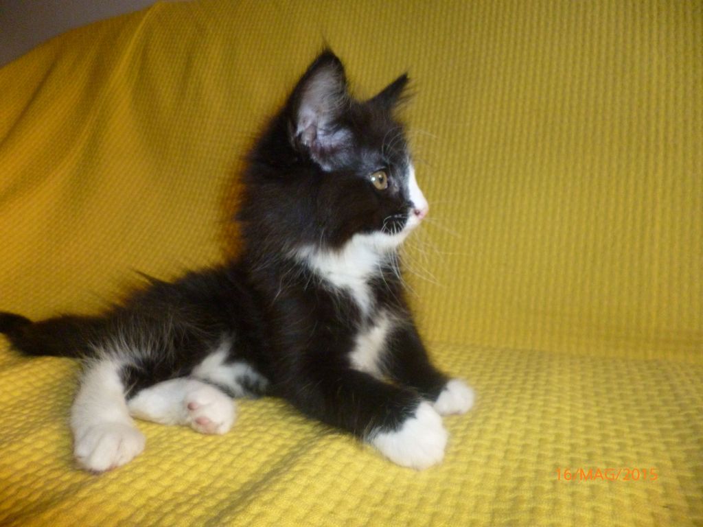 Gatti Norvegesi - cuccioli