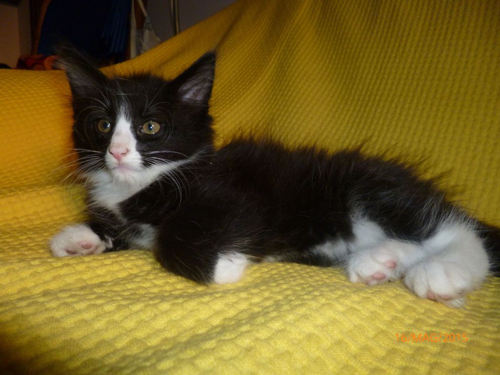 Gatti Norvegesi - cuccioli
