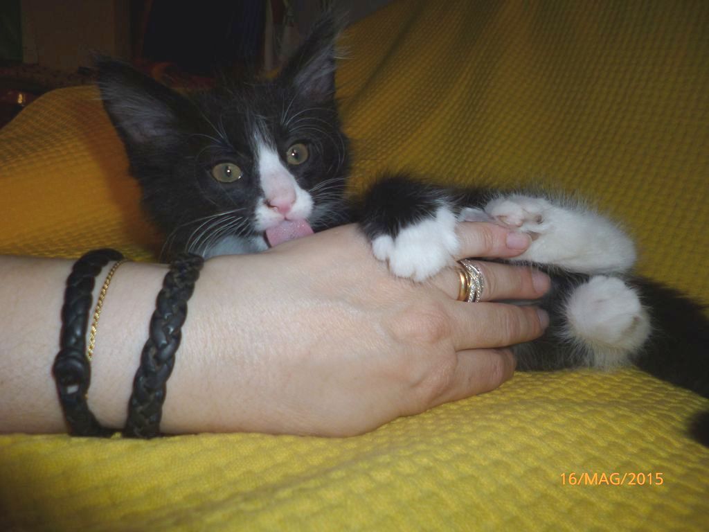 Gatti Norvegesi - cuccioli