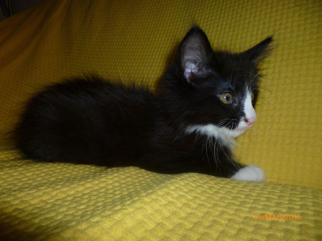 Gatti Norvegesi - cuccioli
