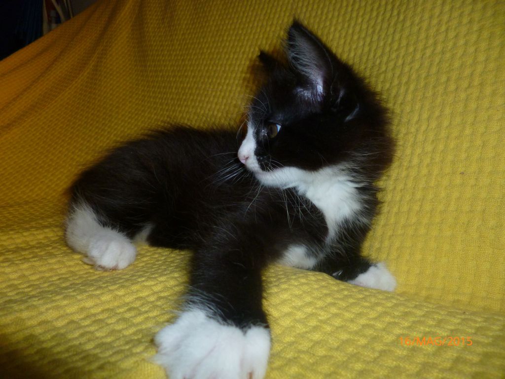 Gatti Norvegesi - cuccioli