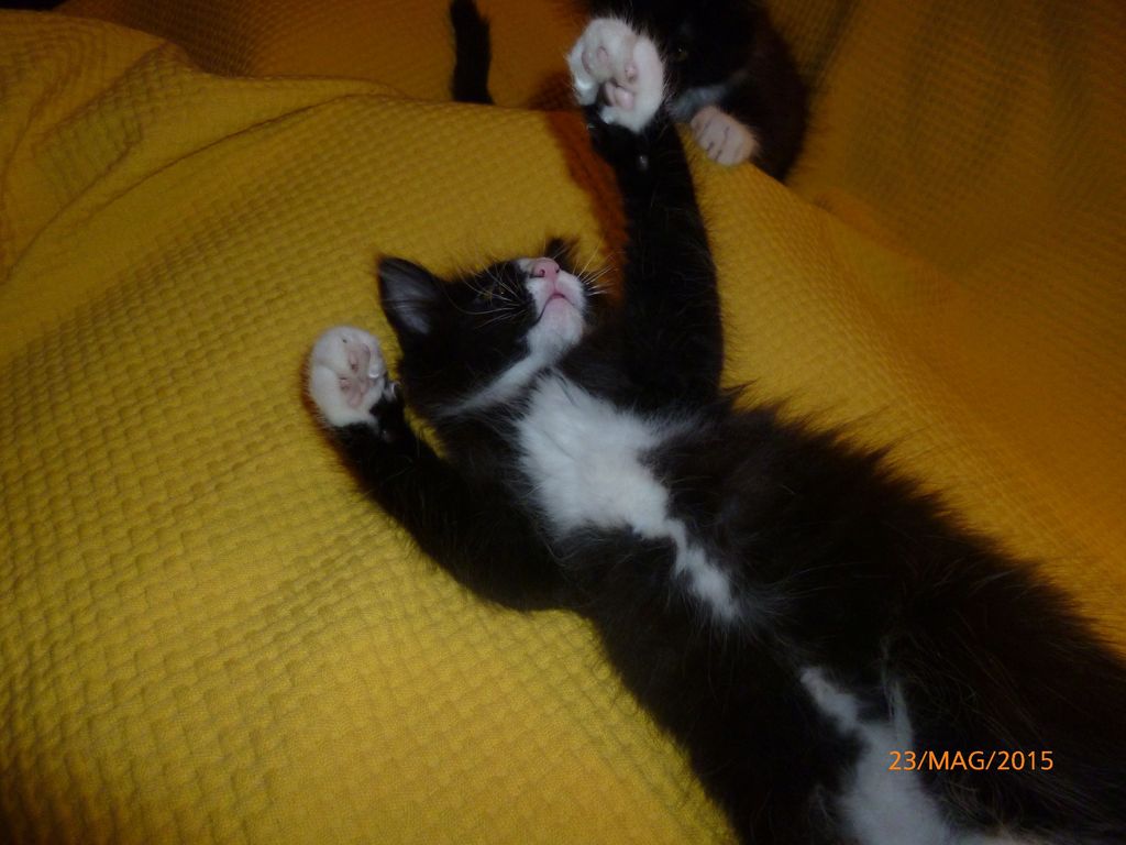 Gatti Norvegesi - cuccioli