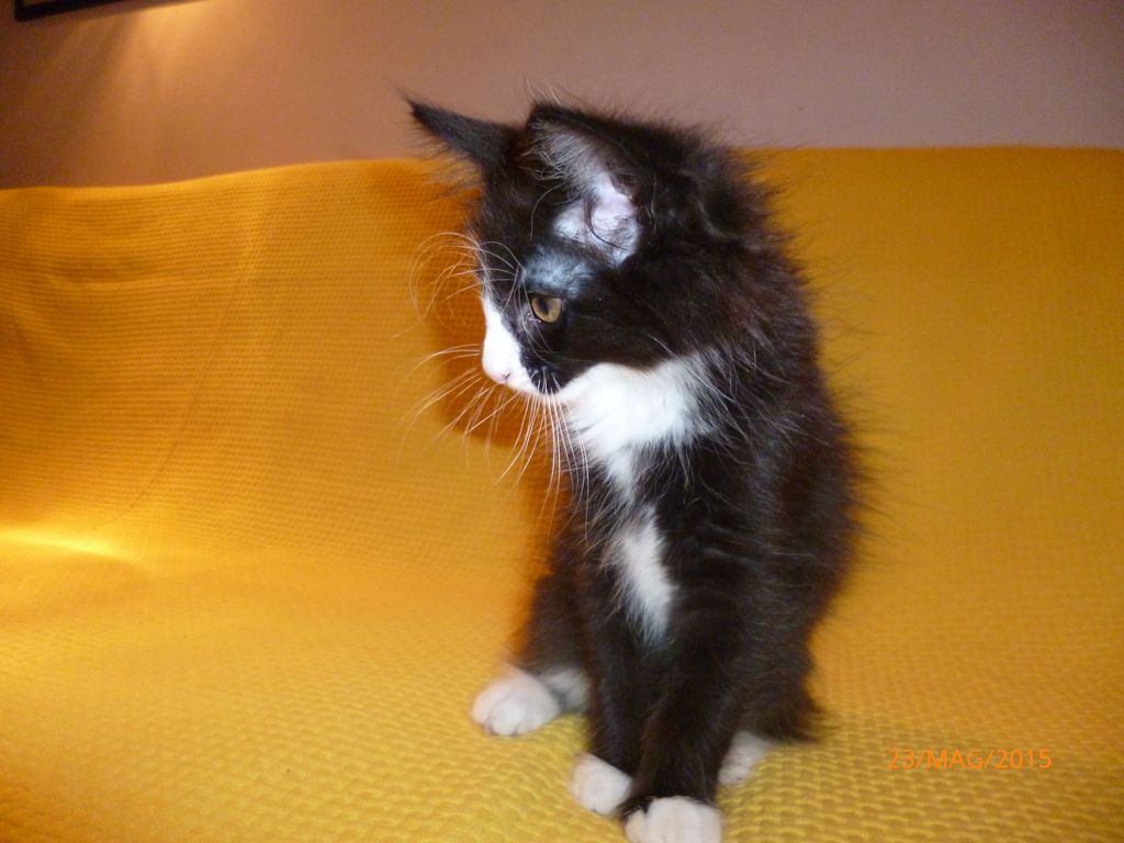 Gatti Norvegesi - cuccioli