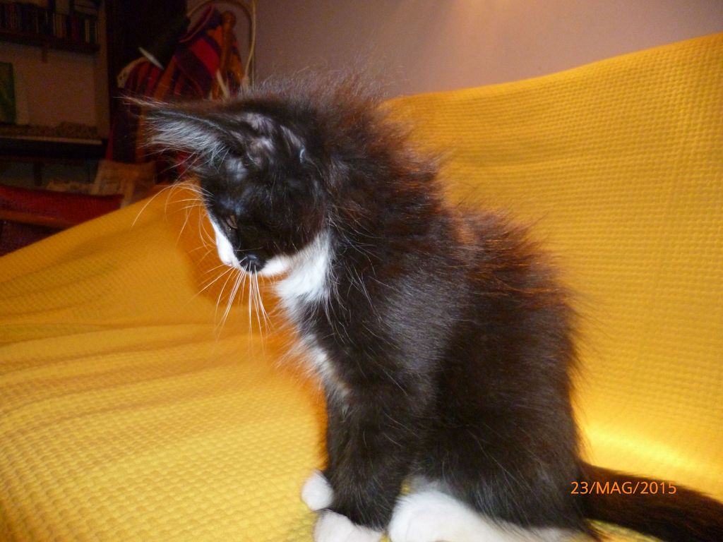 Gatti Norvegesi - cuccioli