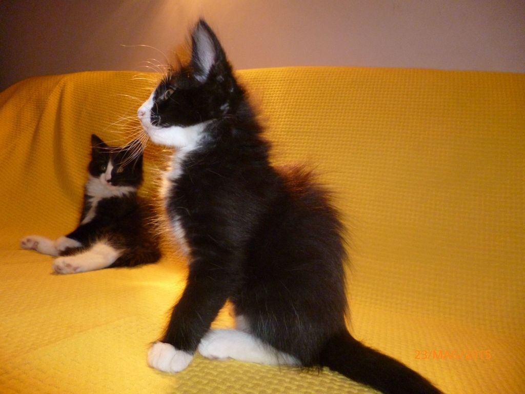 Gatti Norvegesi - cuccioli