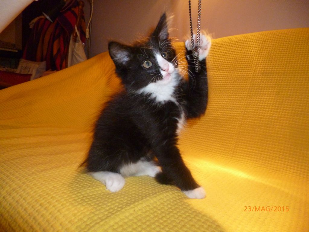 Gatti Norvegesi - cuccioli