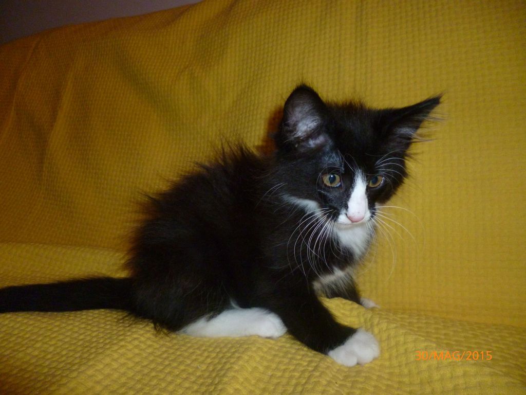 Gatti Norvegesi - cuccioli