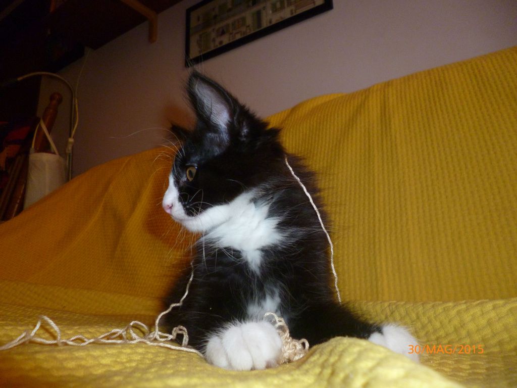 Gatti Norvegesi - cuccioli